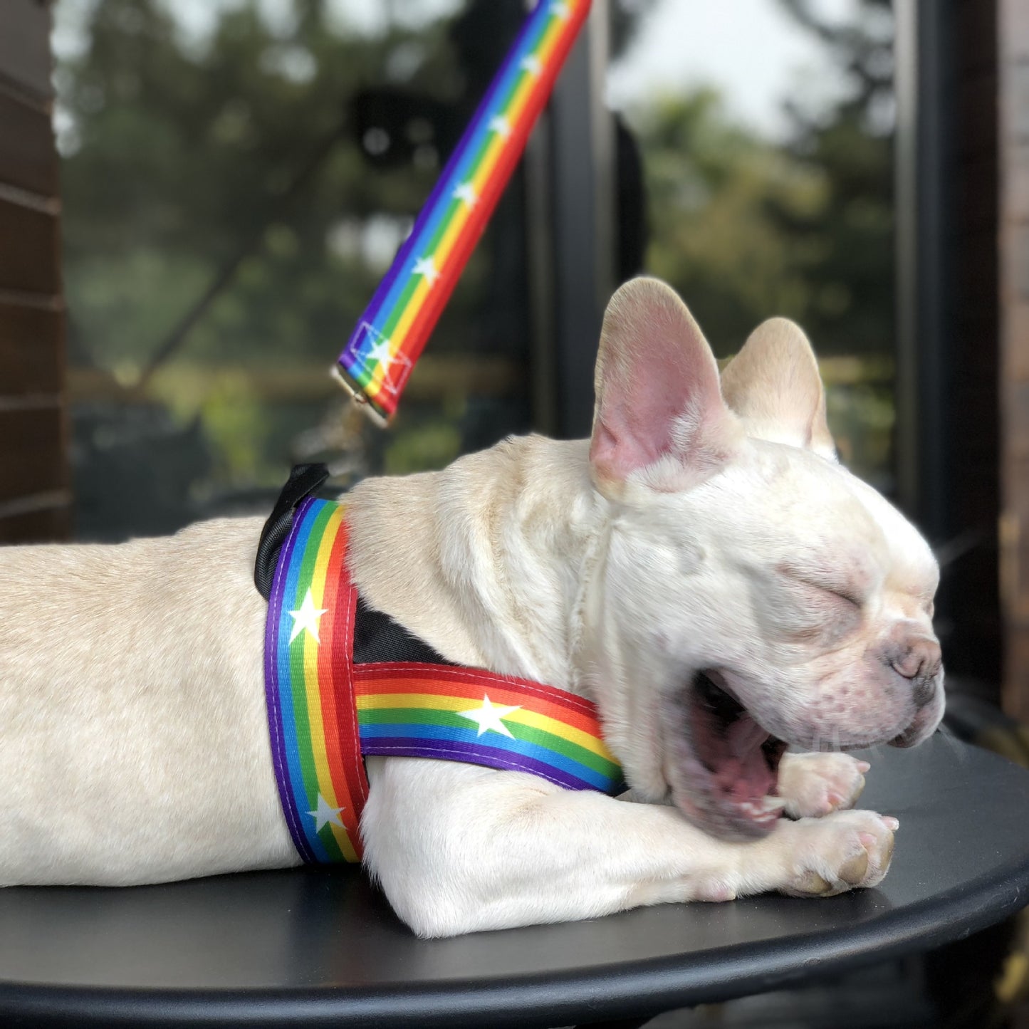 Rainbow Cool Chain Dog Leash