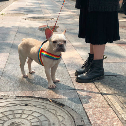 Rainbow Cool Chain Dog Leash