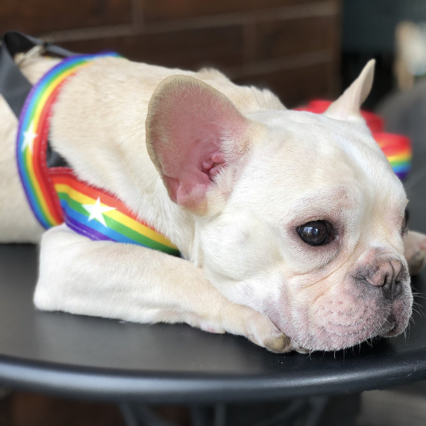 Rainbow Cool Chain Dog Leash