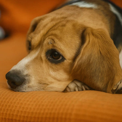 The Chase Buddy Dog Boredom Stimulating Toy