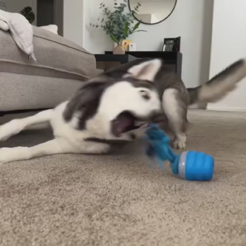 The Chase Buddy Dog Boredom Stimulating Toy