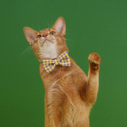 Colourful Series Funny Bow Tie Cat Tunnel Collar