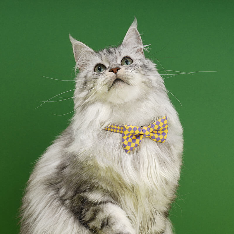 Colourful Series Funny Bow Tie Cat Tunnel Collar